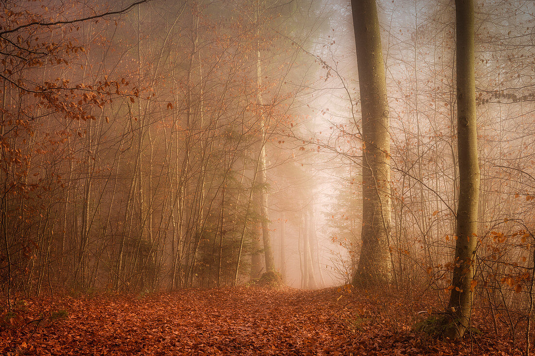 November mood in the beech forest, Baierbrunn, Germany
