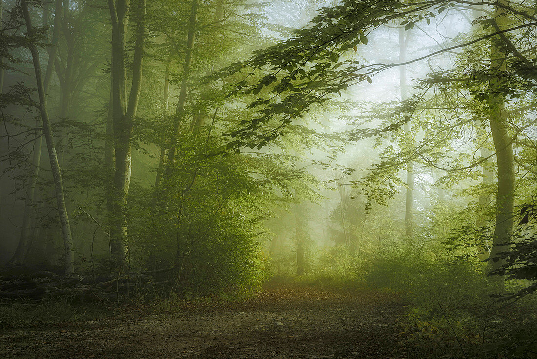Waldweg in einem Laubwald am Morgen, Wald in Bayern, Deutschland