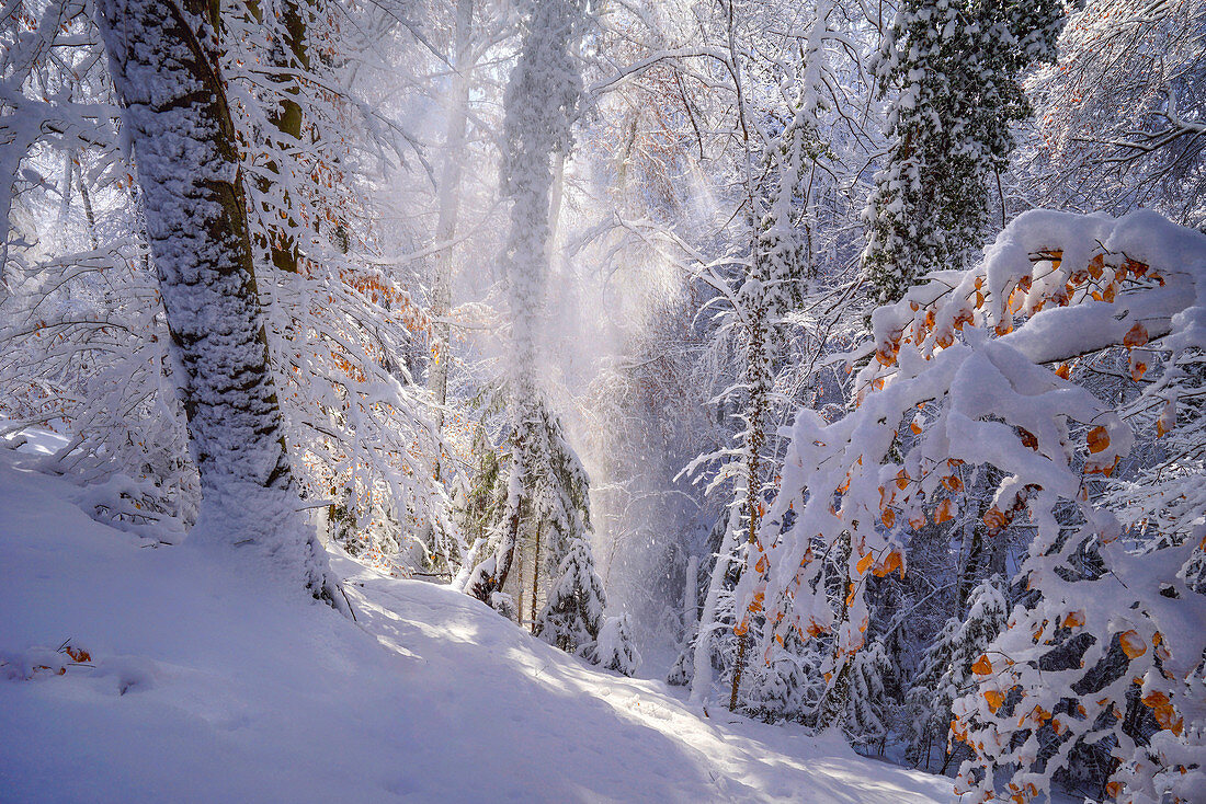 Winter im Buchenwald, Wald, Winterwald bei Baierbrunn, Bayern, Deutschland