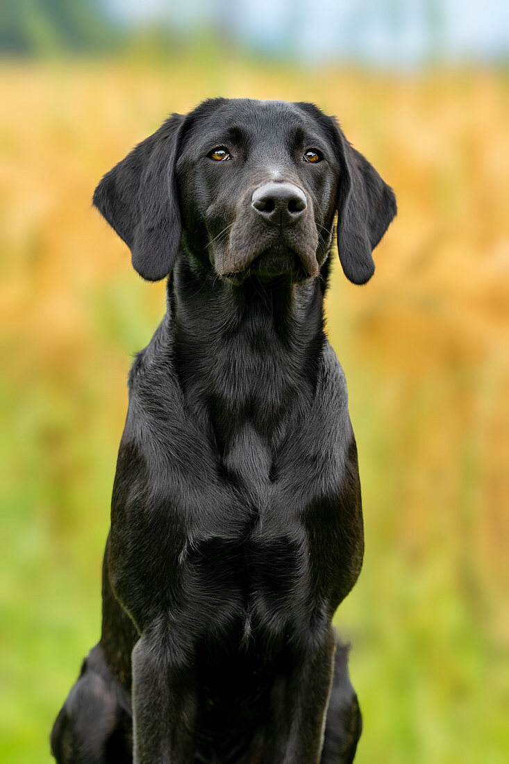 Young Labrador Retriever