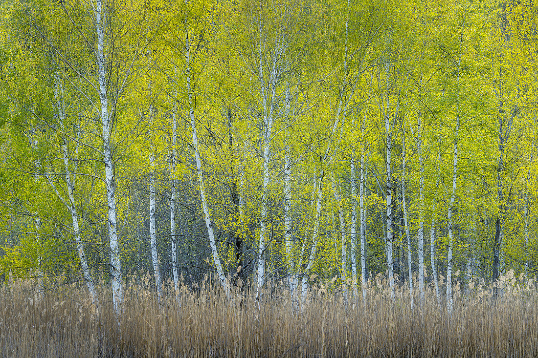 Spring birch trees in the Weilheimer Moos, Weilheim, Germany