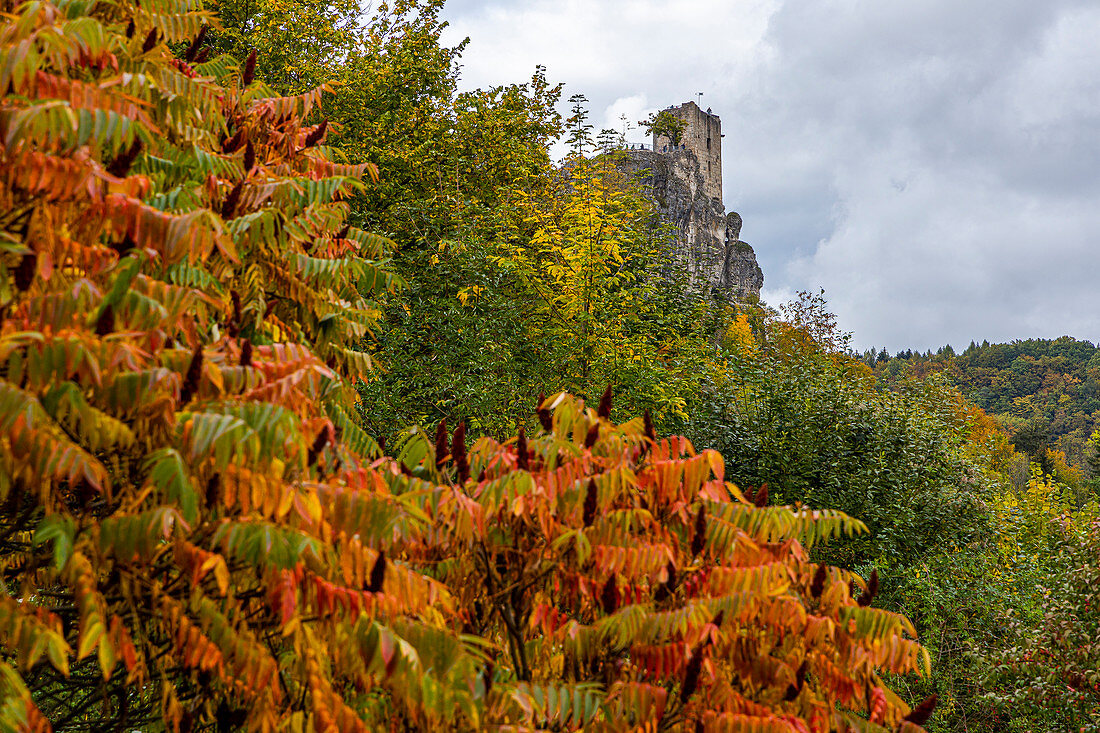 View of Neideck ruin with colorful autumn leaves in the foreground, Streitberg, Upper Franconia, Bavaria, Germany