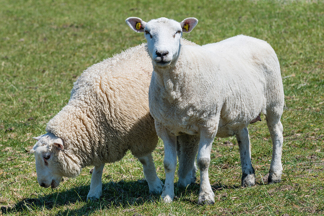Schafe auf dem Deich, Büsum, Schleswig-Holstein, Deutschland