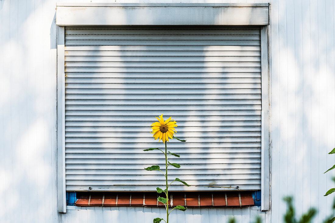 Sonnenblume vor Fenster mit Rollo, Rothenburgsort, Hamburg, Deutschland