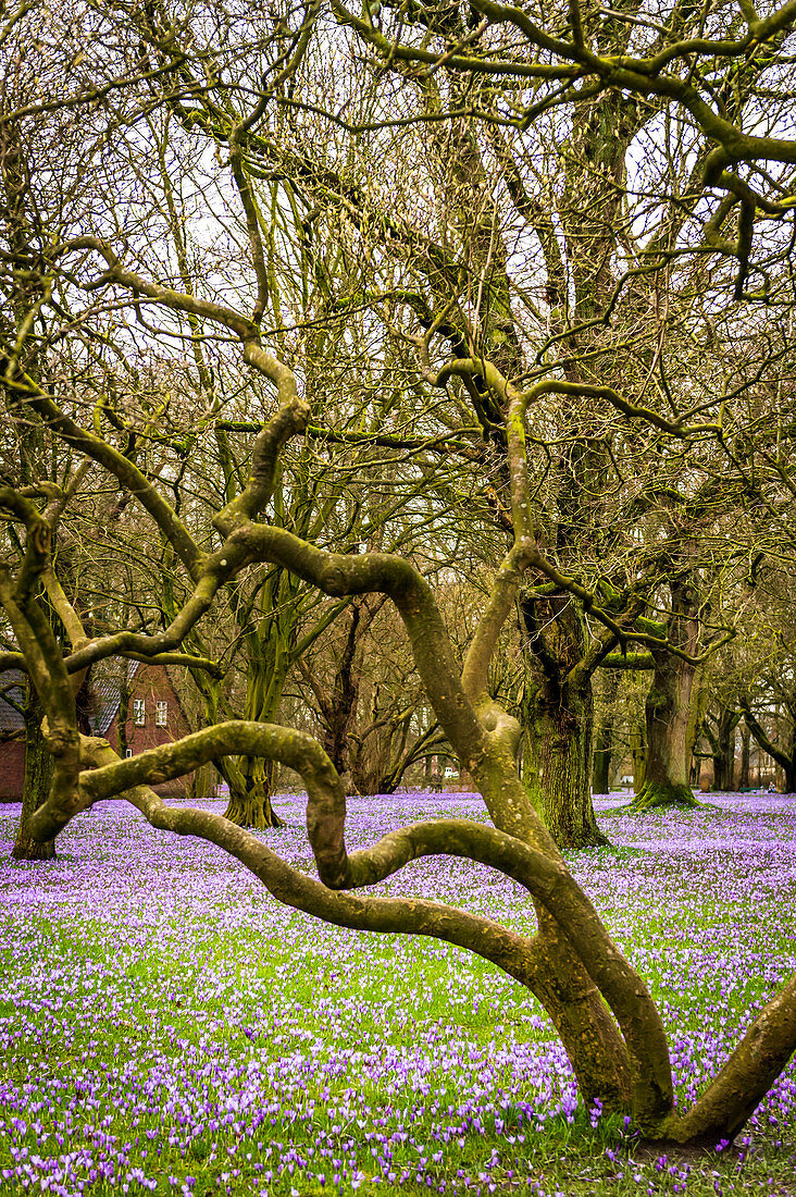Crocus blossom in Husum Palace Park, North Frisia, Schleswig-Holstein, Germany