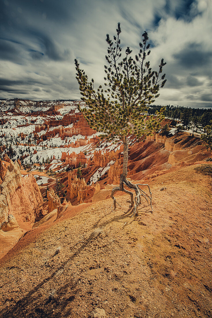 Lone tree with exposed roots in Bryce Canyon, Utah, USA, North America