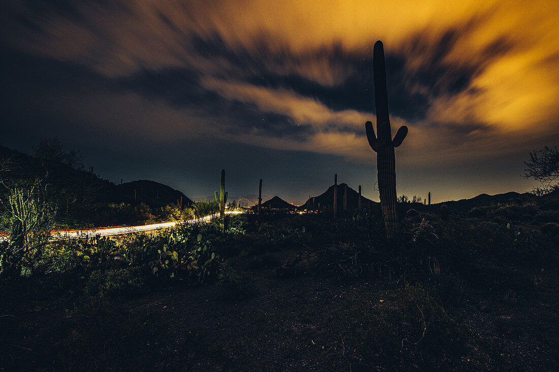 Cacti at night in Saguaro National Park, Tucson, Arizona, USA, North America