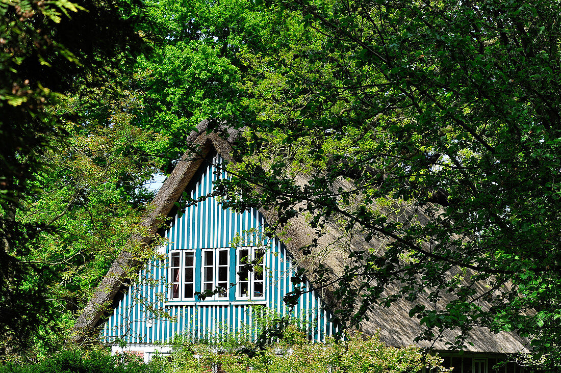 Eine Reetdachkate im Frühling, Geestland, Landkreis Cuxhaven, Niedersachsen, Deutschland