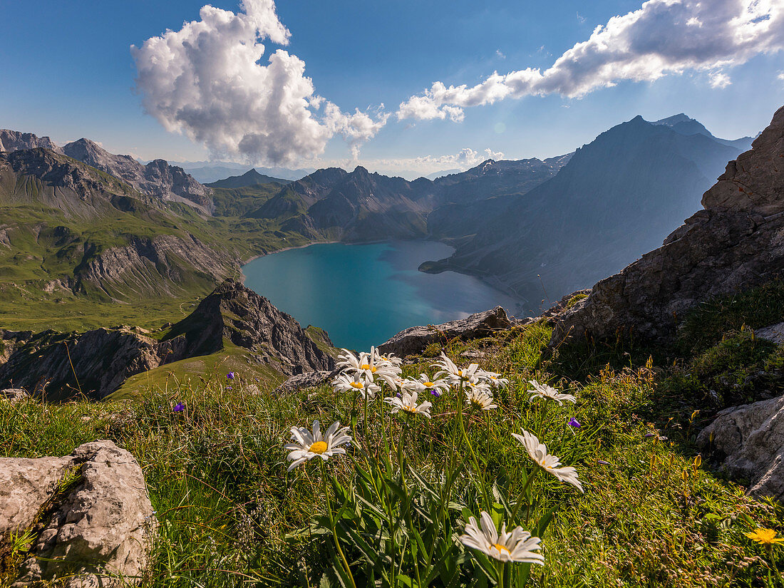 Bergblumen hoch über dem Lünersee, Brandnertal, Vorarlberg, Österreich