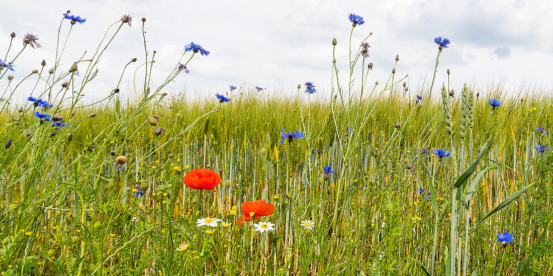 Wildflower meadow near Magdeburg, Saxony-Anhalt, Germany