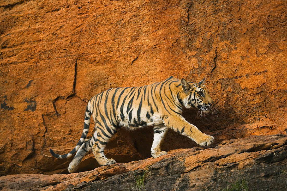 Bengal Tiger (Panthera tigris tigris), Jungtier, auf Felsvorsprung vor roter Klippe, Bandhavgarh National Park, Indien