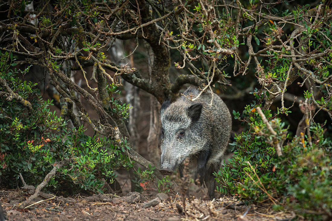 Italy, Sardinia, Assemini, Oasis WWF Monte Arcosu. Sardinian boar that goes out Mediterranean scrub.