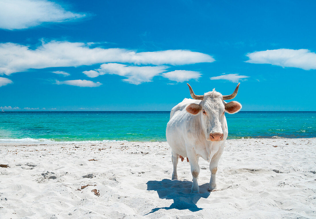 Cow on the beach, Siniscola, Nuoro province, Sardinia, Italy, Europe.