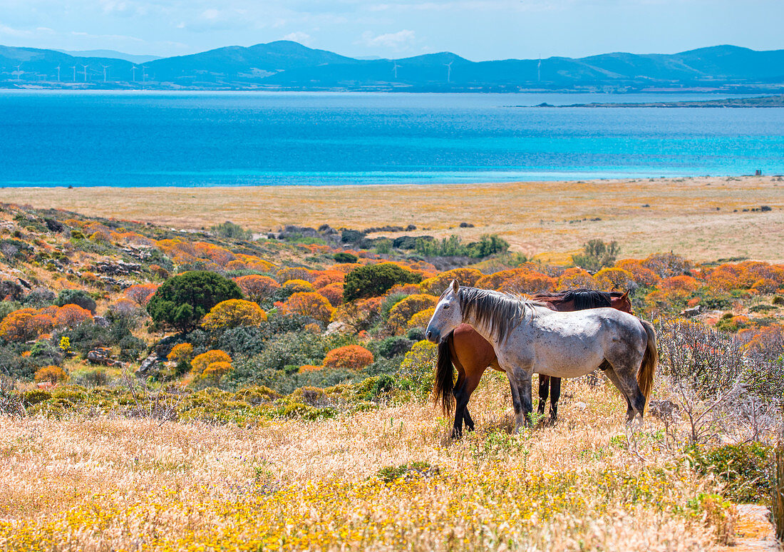 Horses, National Park of Asinara Island,Porto Torres, Sassari province, Sardinia, Italy, Europe.