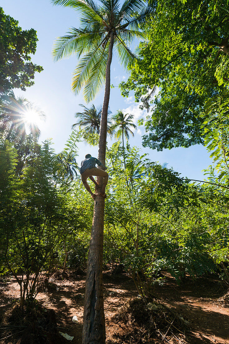 Ostafrika, Tansania, Sansibar, Mann klettert auf eine Kokospalme um Kokosnüsse zu ernten