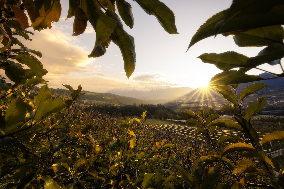 Sonnenuntergang auf Apfelbäumen in Non Valley, Trentino-Südtirol, Italien