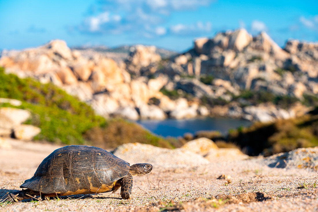 Schildkröte in Capo Testa, Santa Teresa di Gallura, Provinz Sassari, Sardinien, Italien, Europa