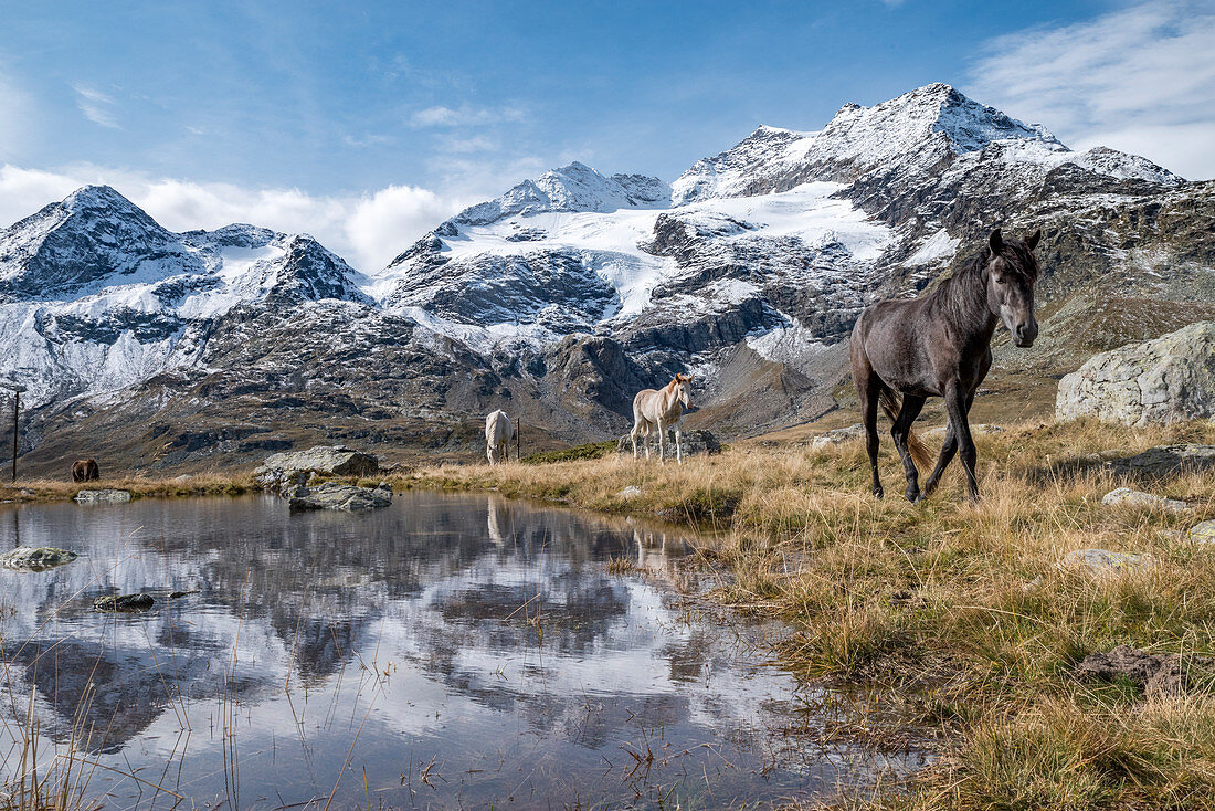Horses on the shore of Lago Bianco, Bernina Pass, canton of Graubunden, Engadin, Switzerland