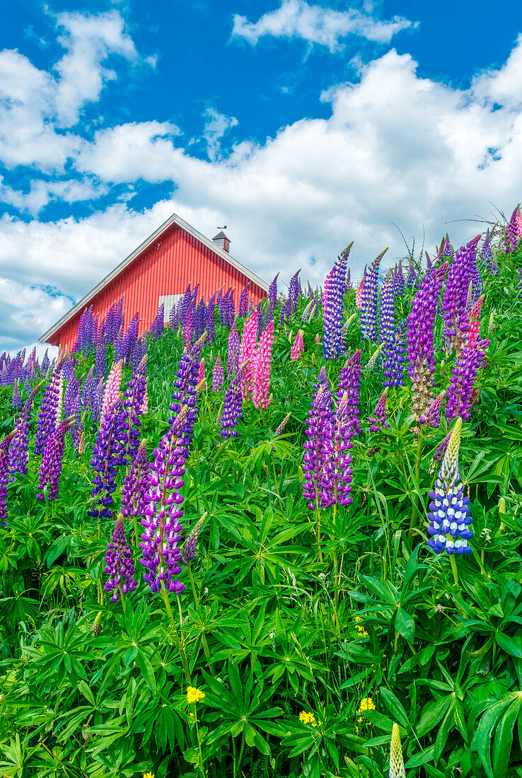 Beautiful, colorful and plentiful lupines blooming on the side of the street in the Norwegian city of Sandefjord