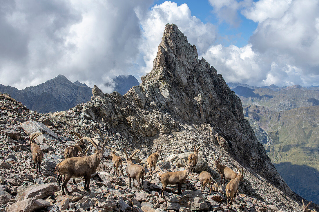 Herde von Alpensteinböcken an den Hängen von Pizzo degli Uomini, Bergamasker Alpen, Lombardei, Italien