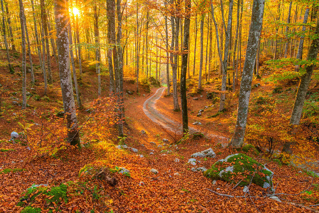 Sun and sunrays filtering through the trees, forest at sunset, dead leaves turning orange, service road in the middle. Magical fall foliage in Belluno, Veneto region of Italy.