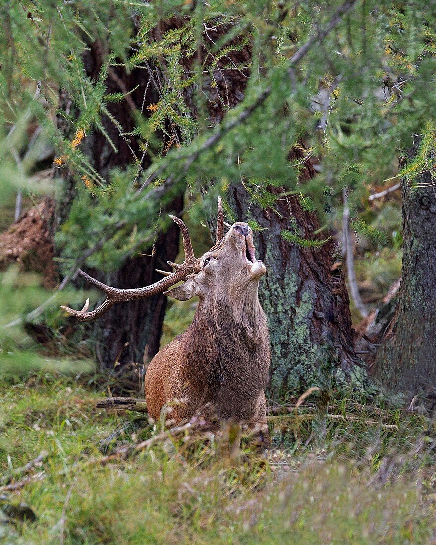 Stelvio National Park,Lombardy,Italy.Deer 