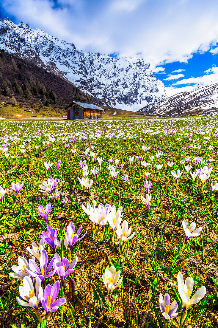 Blüte von Crocus nivea im Val Radons (Radons-Tal), Region Albula, Kanton Graubünden, Schweiz, Europa.