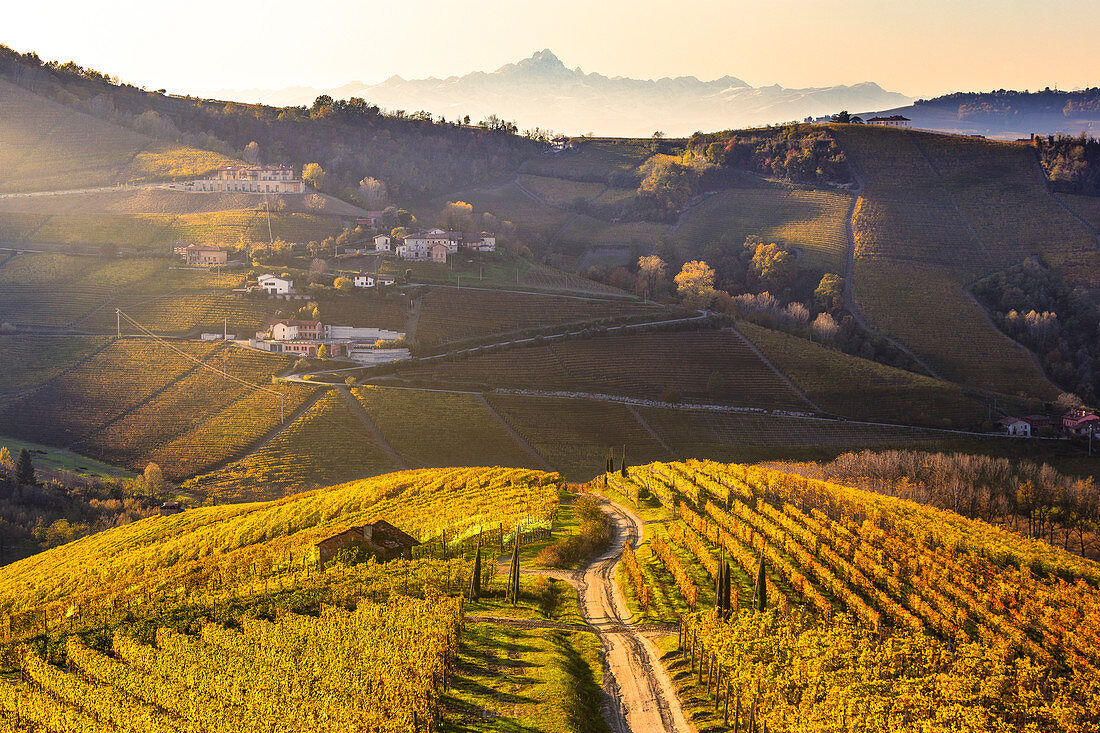 Strasse zwischen den Weinbergen mit dem Gipfel des Monviso im Hintergrund. Serralunga d'Alba, Langhe, Piemont, Italien, Europa
