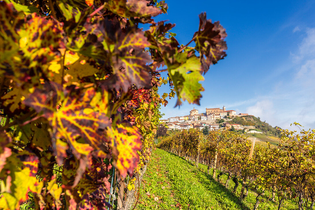 The village of La Morra from the vineyards in autumn. Barolo wine region, Langhe, Piedmont, Italy, Europe.