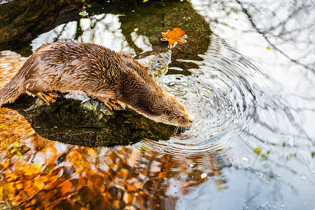 European Otter (Lutra lutra) on a pond in autumn. Tyrol, Austria(Osterreich)