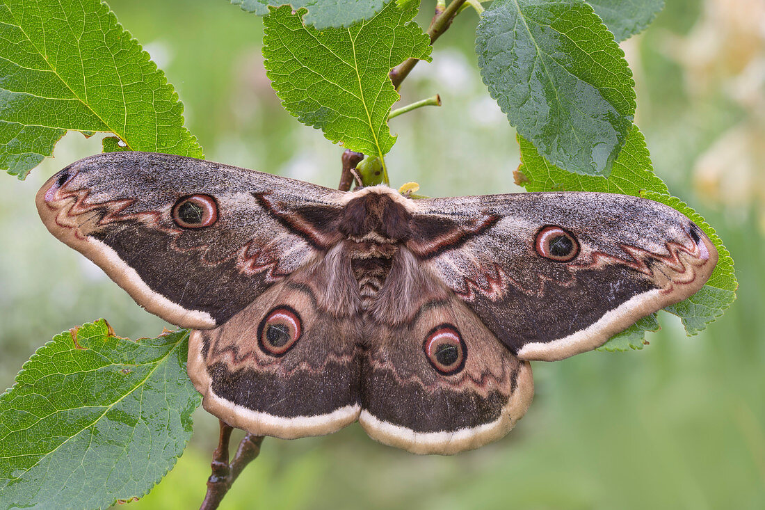 Wiener Nachtpfauenauge (Saturnia pyri), Casareggio, Ligurien, Italien