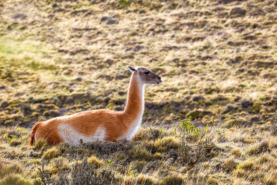 Chile,Patagonia,Magallanes and Chilean Antarctica Region,Ultima Esperanza Province,Torres del Paine National Park,Guanaco in the meadow