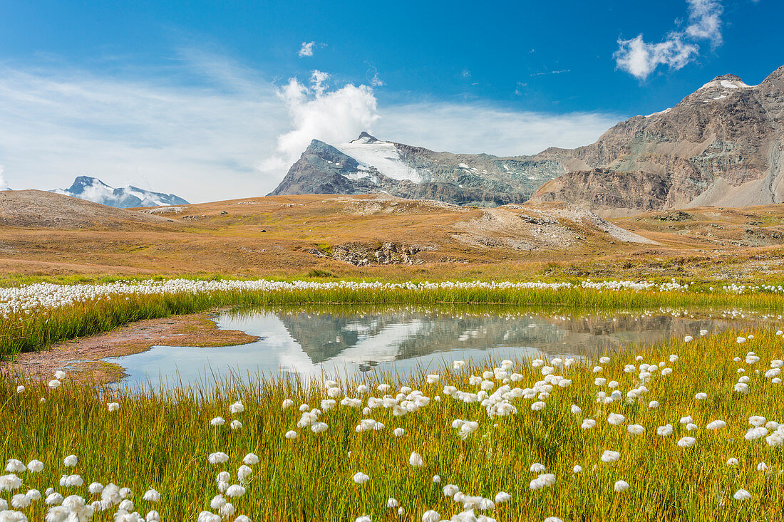 A field of Eriofori with Punta Basei reflected in the water in the background, Ceresole Reale, Graian Alps, Gran Paradiso National Park, Piedmont region, Italy