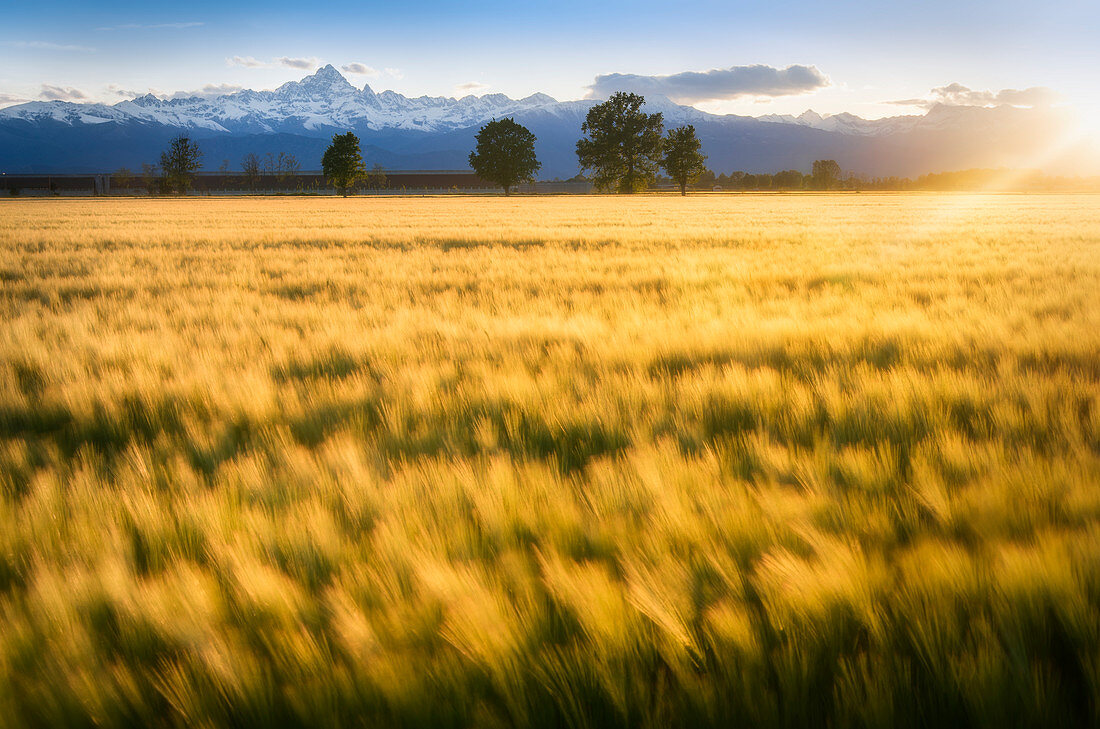 Sunset in Padana Plain, with sunrays the illuminate a wheat field, with the Alps chain and Monviso on the background, Racconigi, Piedmont, Italy