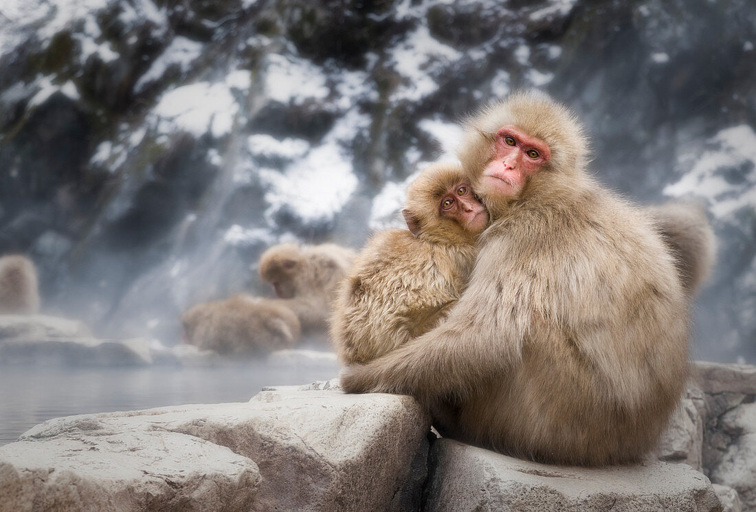 Japanmakaken, in die Kamera blickend, chillen im Onsen, Jigokudani-Park, Nagano, Japan