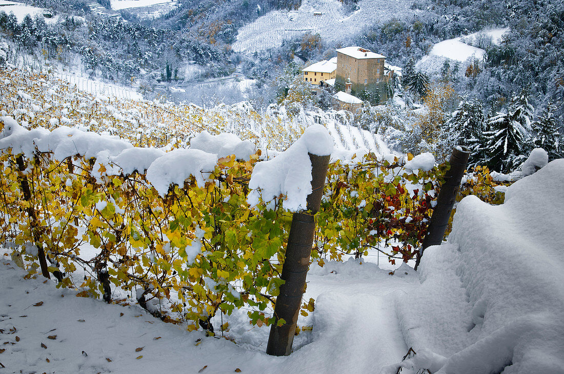 Erster Schnee auf den gelben Weinbergen in Langhe, Borgomale, Piemont, Italien