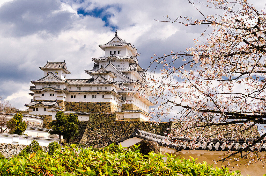 Blühende japanische Kirschbäume (Sakura) im Schlosspark von Himeji, Himeji, Japan