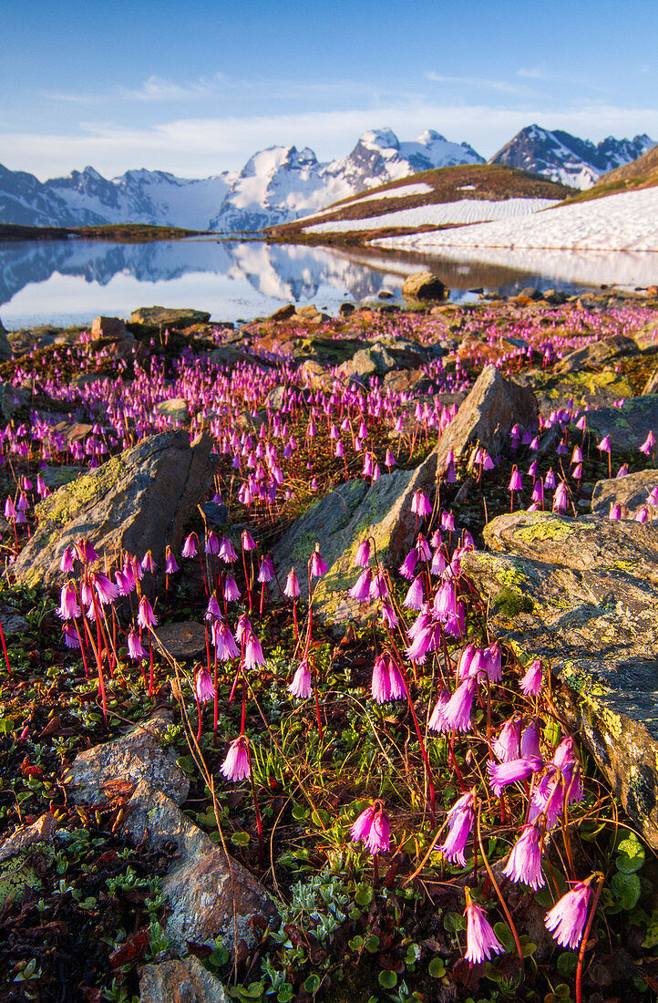 Summer flowering of Soldanella in Forbesana lakes. Valdidentro, Valtellina, Lombardy, Italy 