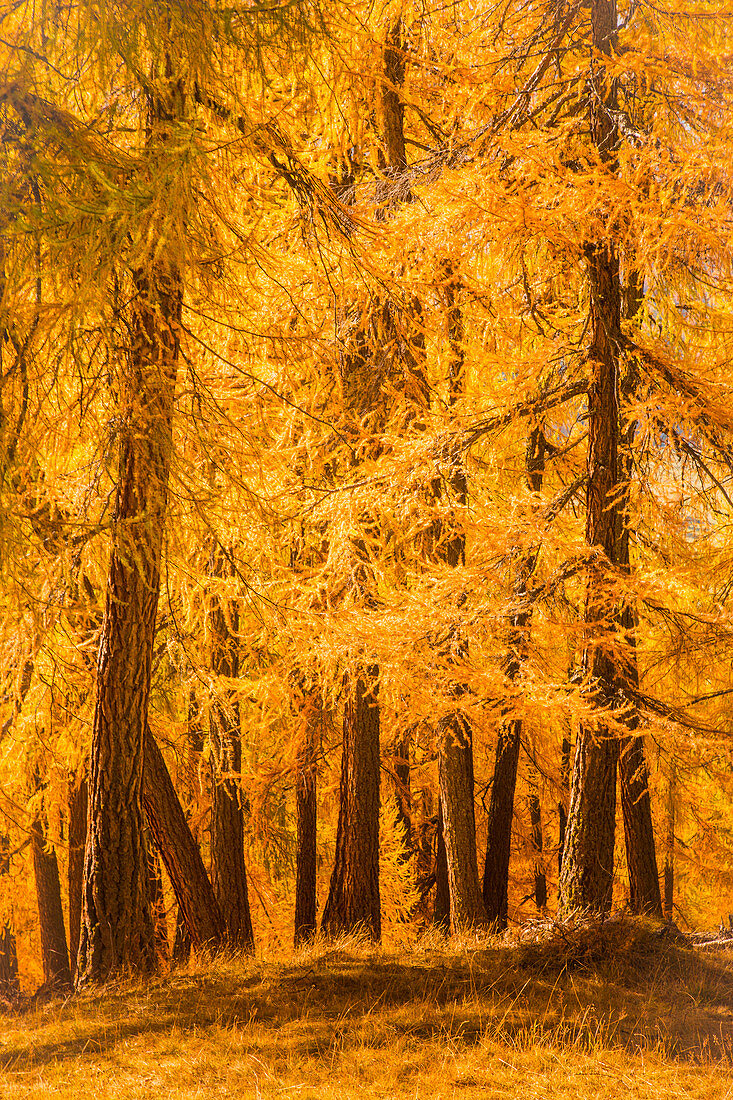 Ein Wald aus gelben Lärchenbäumen im Herbst, Livigno, Lombardei, Italien