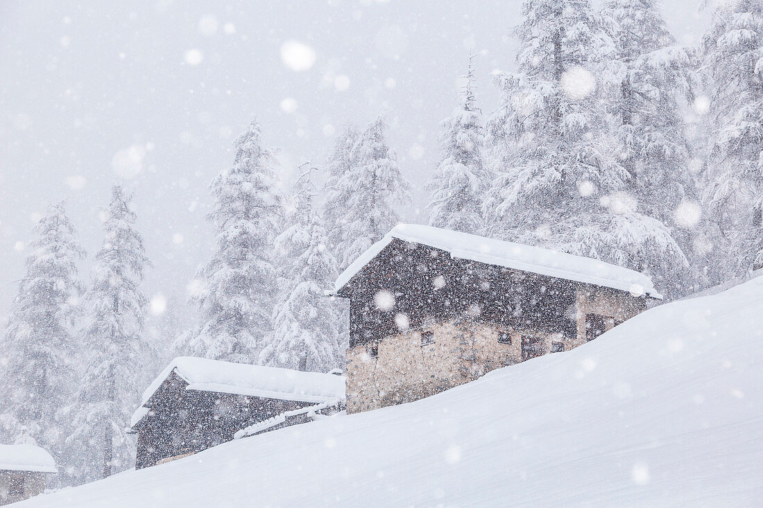 Alpenhütten im Schneefall mit Lärchenwald im Hintergrund, Livigno, Provinz Sondrio, Lombardei, Lombardei, Alpen, Italien, Europa