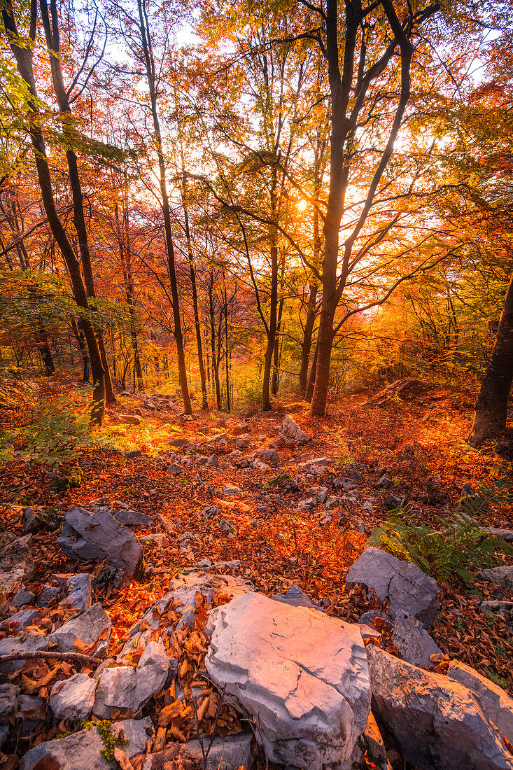 Wald im Herbstfarben bei Sonnenuntergang, Lecco, Valsassina, Lombardei, Italien