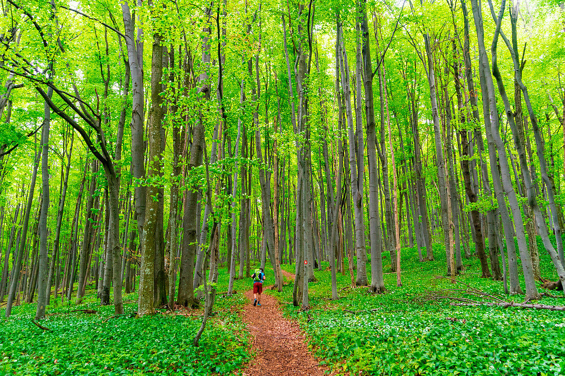 Hiker between the green trees in the the forest. Papuk geopark, Slavonia, Croatia.