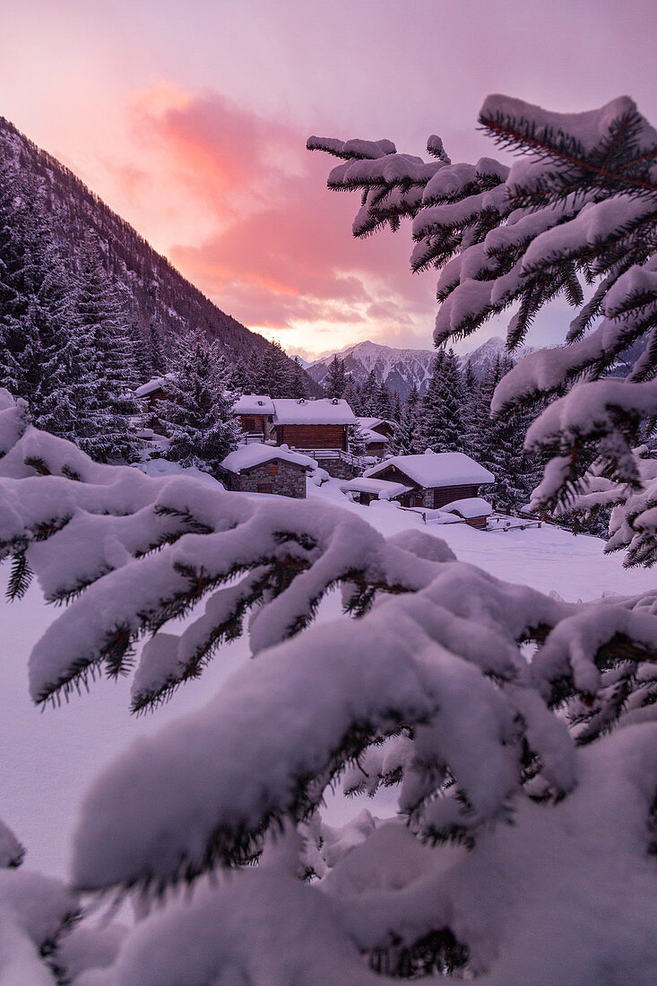 Snowcapped Pontela huts between trees during winter season at sunrise. Rezzalo valley, SOndalo, Sondrio district, Valtellina, Alps, Lombardy, Italy, Europe.