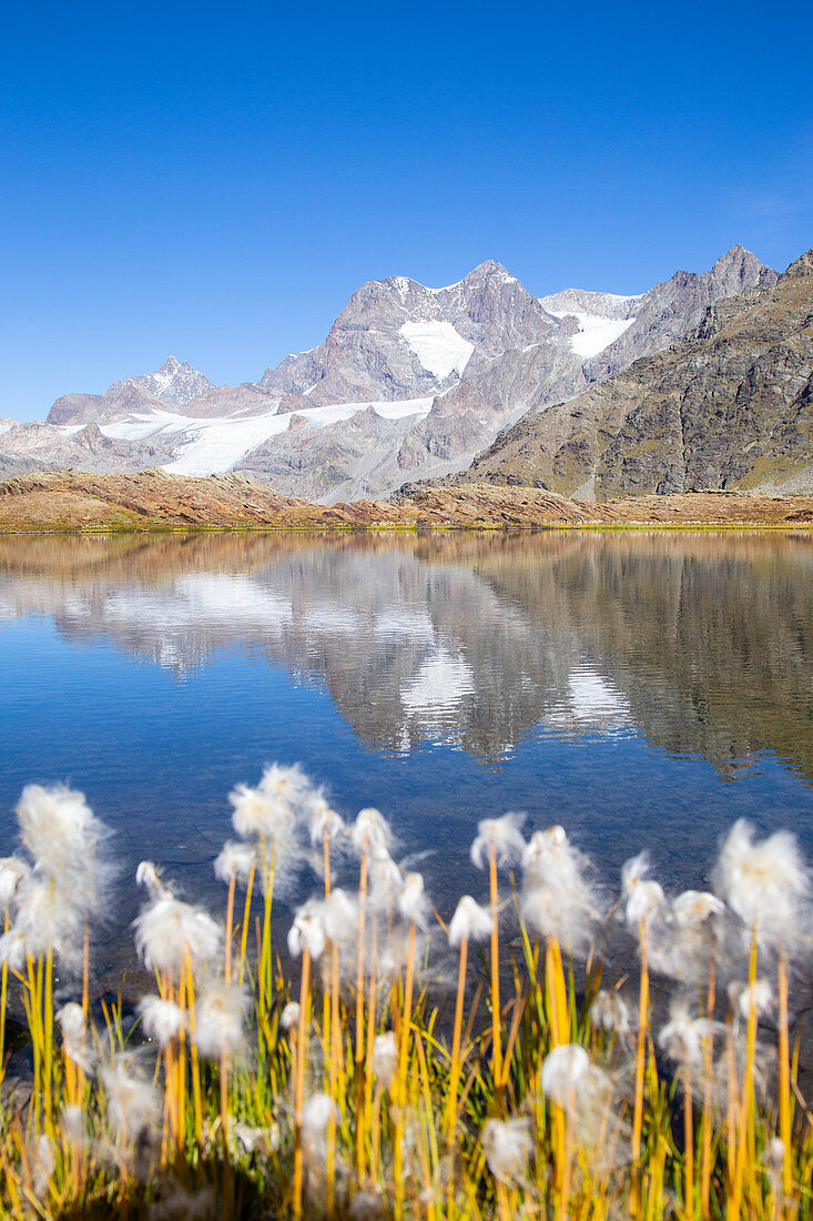Eriophorum blooming in al alpine lake during summer in italian Alps. Confinale pass lake, Valmalenco valley, Sondrio district, Valtellina, Alps, Lombardy, Italy, Europe.