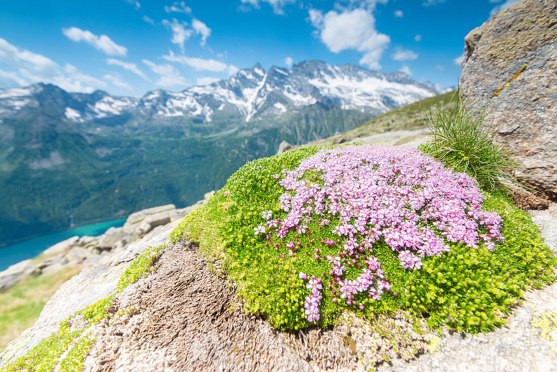 Steinbrech (Saxifraga) im Valle dell Orco, Nationalpark Gran Paradiso, Provinz Turin, italienische Alpen, Italien