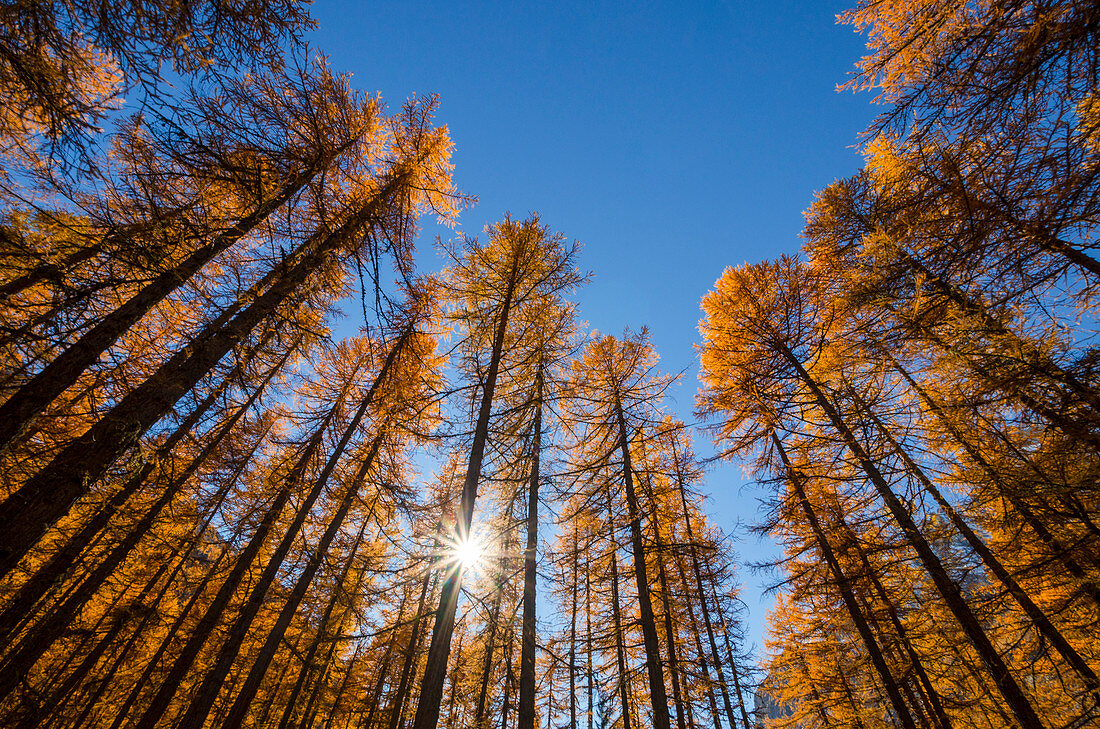 Larches in autumn, Val di Rhemes, Aosta Valley, Italian alps, Italy