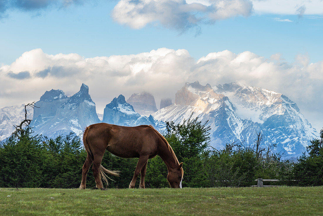 Grasende Pferd mit den Hörnern von Paine und Cerro Paine im Hintergrund, Nationalpark Torres del Paine, Provinz Ultima Esperanza, Region Magallanes, Chile