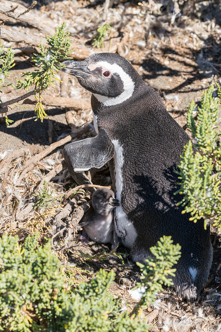 Mother and puppy Magellanic penguins at Cabo Virgenes Provincial Reserve. Rio Gallegos, Santa Cruz, Argentina.