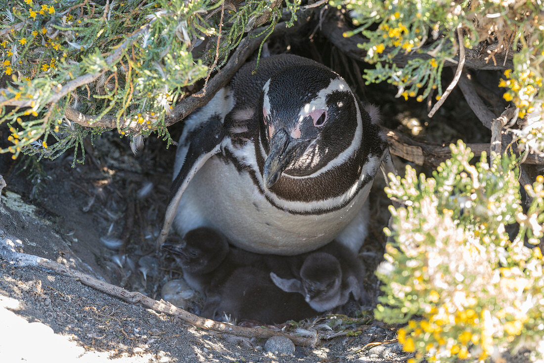 Mutter und Jungtier von Magellan-Pinguinen im Reserva Provincial Cabo Vírgenes, Rio Gallegos, Santa Cruz, Argentinien