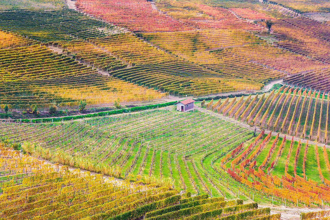 Reihen von orangefarbenen, gelben und grünen Weinbergen auf dem Hügel im Herbst im Piemont, Norditalien, Europa